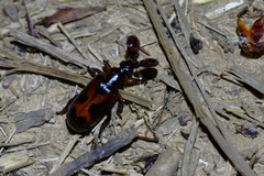 Platyrhopalus davidis