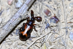 Platyrhopalus davidis