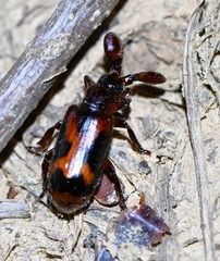 Platyrhopalus davidis