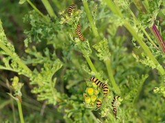 Tyria jacobaeae
