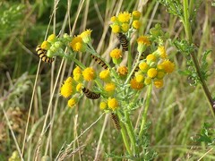 Tyria jacobaeae