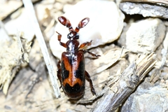 Platyrhopalus davidis