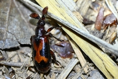 Platyrhopalus davidis