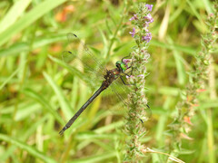 Somatochlora linearis