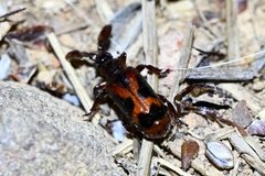 Platyrhopalus davidis