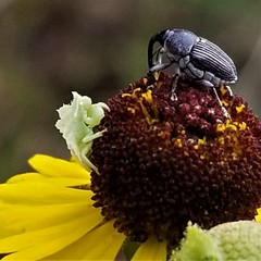 Odontocorynus umbellae