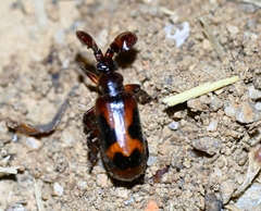 Platyrhopalus davidis