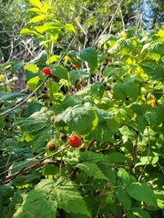 Rubus idaeus