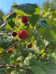 Rubus idaeus