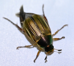 Anomala viridicostata