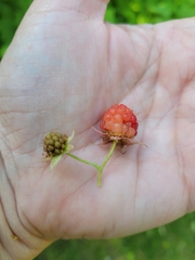 Rubus idaeus
