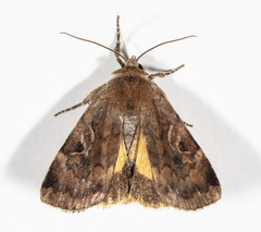 Cryptocala acadiensis