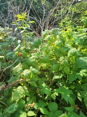Rubus idaeus