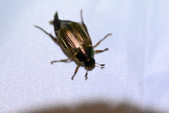 Anomala viridicostata