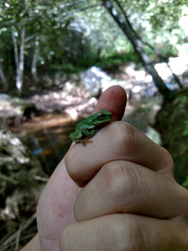 Thorny Spikethumb Frog