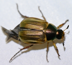 Anomala viridicostata