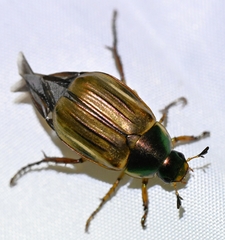 Anomala viridicostata