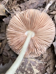 Volvariella nigrodisca