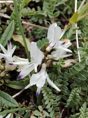 Astragalus alpinus