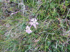 Dianthus superbus alpestris