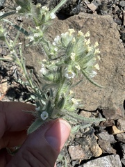 Oreocarya thompsonii