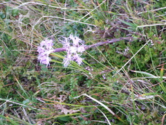 Dianthus superbus alpestris