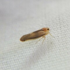Omolicna