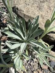 Oreocarya thompsonii