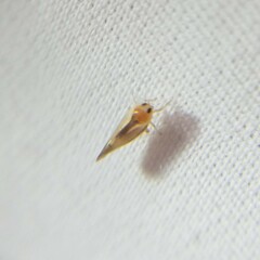 Omolicna