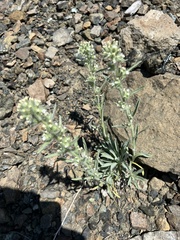 Oreocarya thompsonii