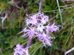 Dianthus superbus alpestris