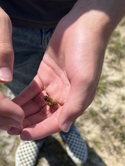 Polyphylla variolosa