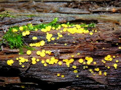 Calycina confluens