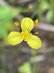 Xyris torta