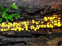 Calycina confluens