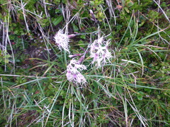 Dianthus superbus alpestris