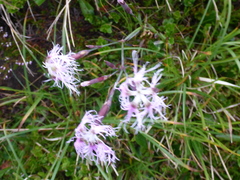 Dianthus superbus alpestris