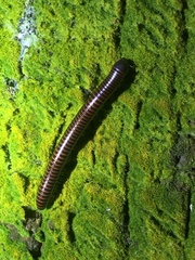 Leptogoniulus sorornus