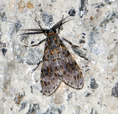 Eucereon myrina