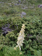 Aconitum barbatum