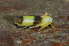 Alebra bicincta