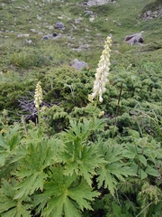 Aconitum barbatum