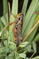Melanoplus bruneri
