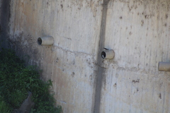 Tachycineta leucopyga