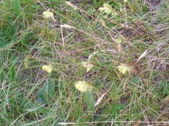 Rhinanthus riphaeus