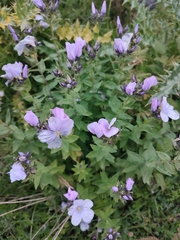 Linum hypericifolium