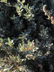 Atriplex semibaccata