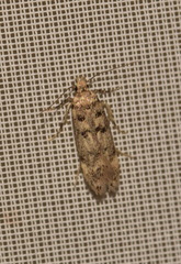 Bryotropha domestica