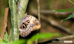 Caligo telamonius memnon