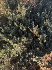Atriplex semibaccata